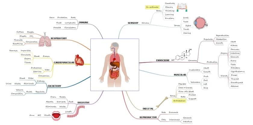 human body mind map